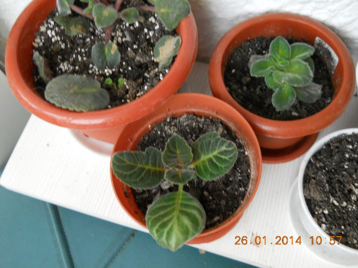 027 - GLOXINII 2014