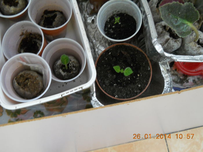 029 - GLOXINII 2014