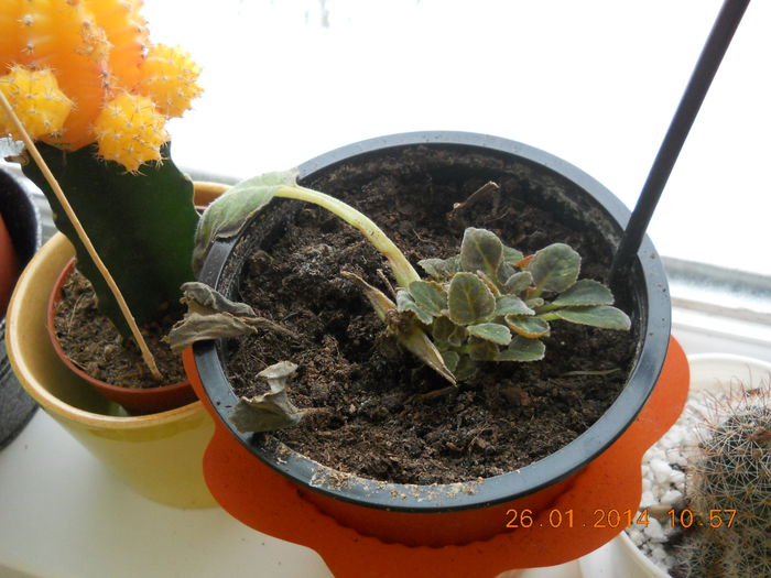 030 - GLOXINII 2014