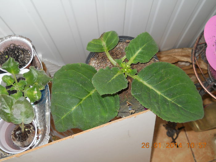 031 - GLOXINII 2014
