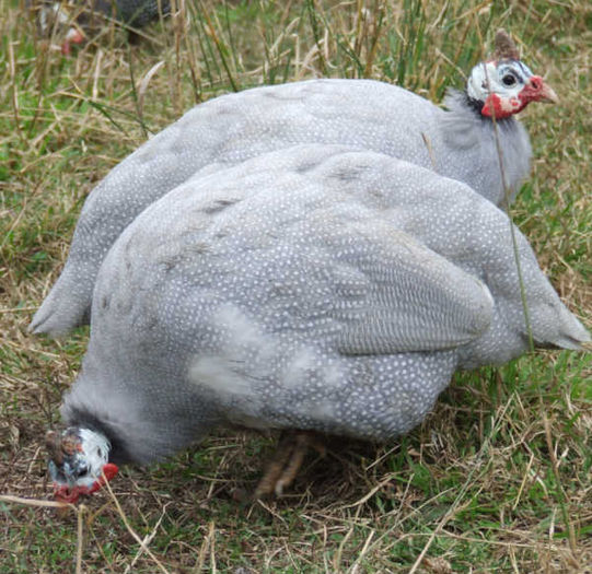 lavenderguineas