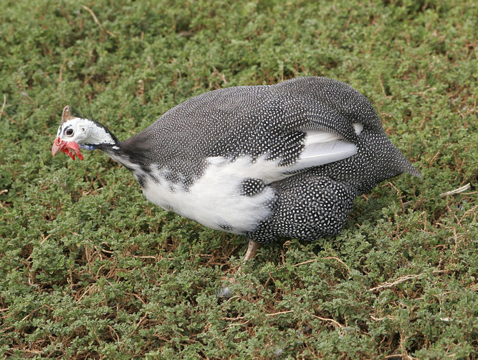 Guinea_fowl - 8 vanzari bibilici