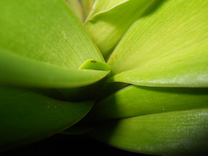 DSCN0334_042 - paphiopedilum