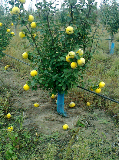 Fotografie0553 - Intr-o livada din Romania 2013