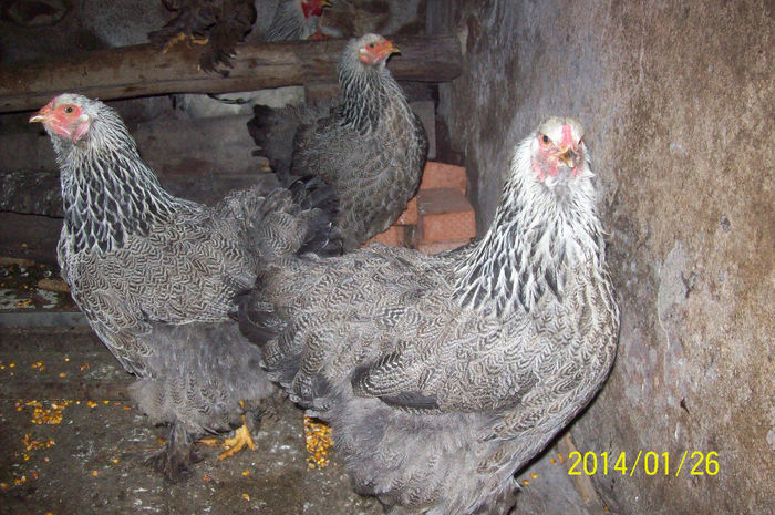 100_8975 - Brahma Herminat Inchis