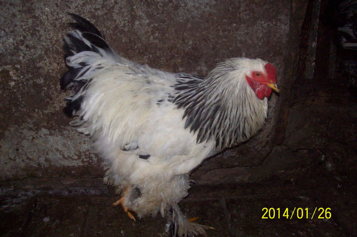 100_8983 - Brahma Herminat Deschis