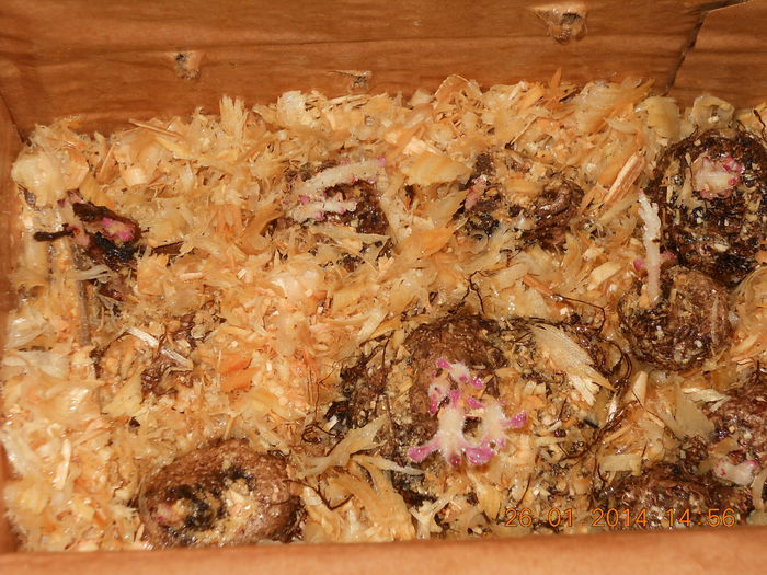 le-au dat mugurasii - GLOXINII 2014