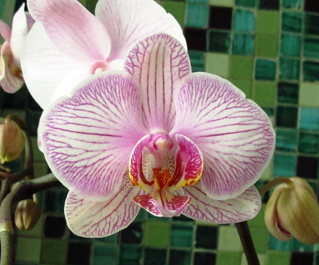 IMG_1974 - Reinfloriri orhidee 2014