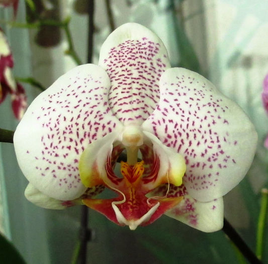IMG_1977 - Reinfloriri orhidee 2014