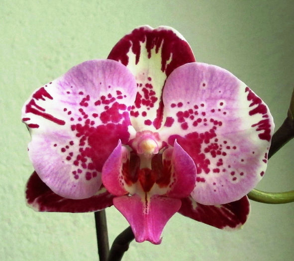 Phalaenopsis Dream Glory - Reinfloriri orhidee 2014