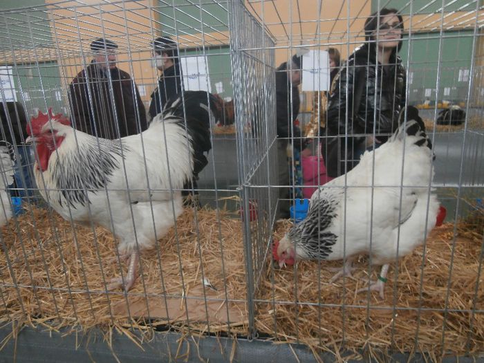 P1260045 - S- Expozitie Locala Aiud 2014