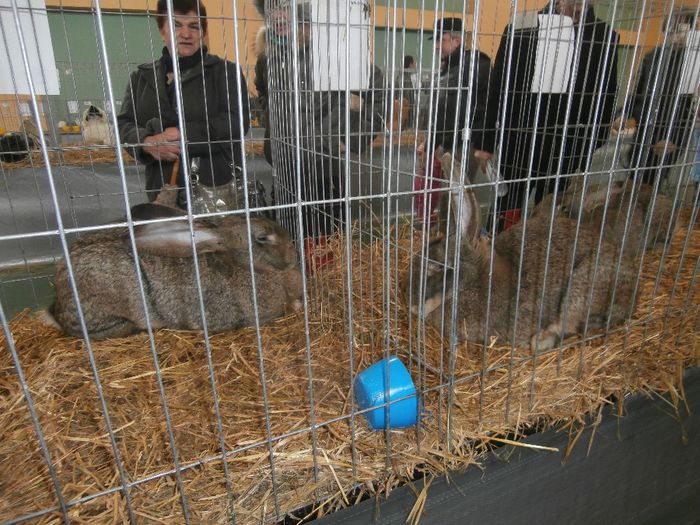 P1260046 - S- Expozitie Locala Aiud 2014