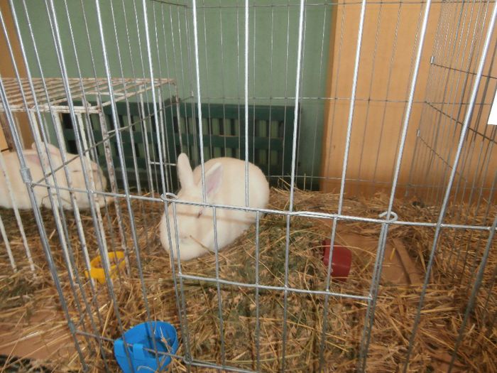 P1260051 - S- Expozitie Locala Aiud 2014