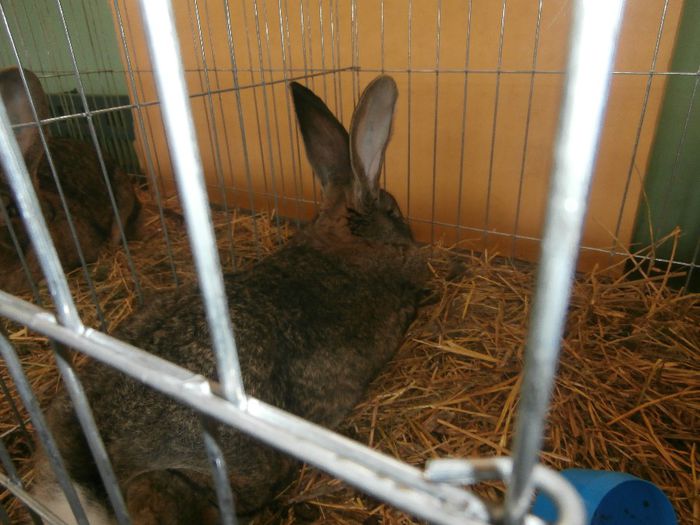 P1260064 - S- Expozitie Locala Aiud 2014