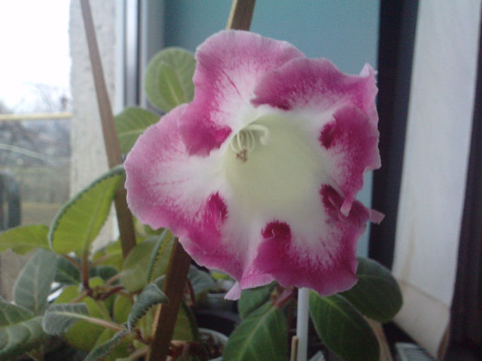 P210114_09.420001 - gloxinia 2014