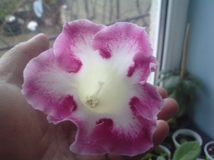 P210114_09.430002 - gloxinia 2014