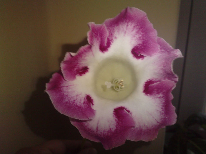 P250114_10.040001 - gloxinia 2014