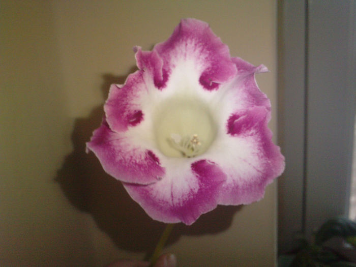 P250114_10.060001 - gloxinia 2014