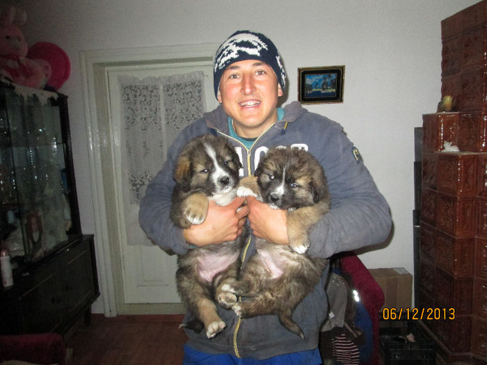 Picture 091 - ciobanesc caucazian