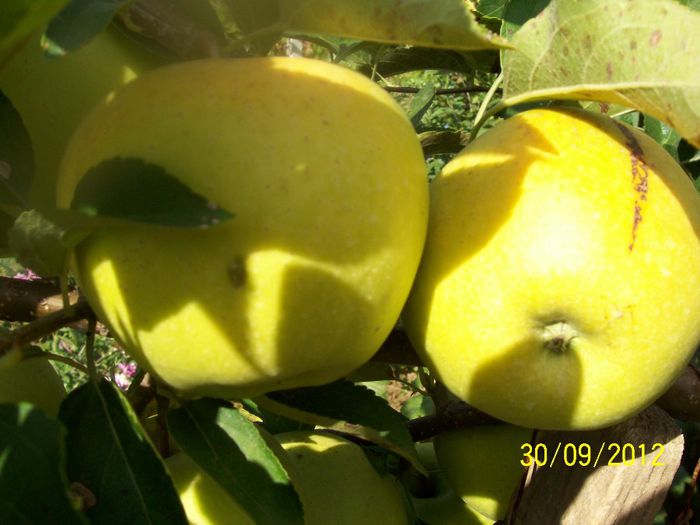 100_6854; GOLDEN DELICIOS
