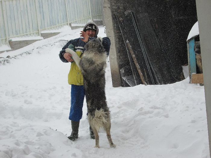 porumbei 002 - ciobanesc caucazian