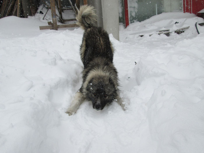 photo010 - ciobanesc caucazian