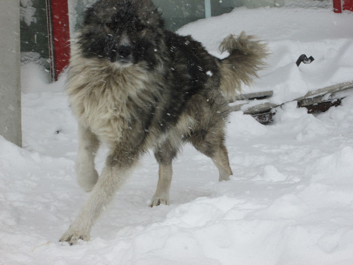 photo012 - ciobanesc caucazian