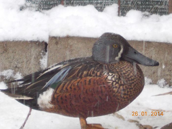  - rata lingurar australian