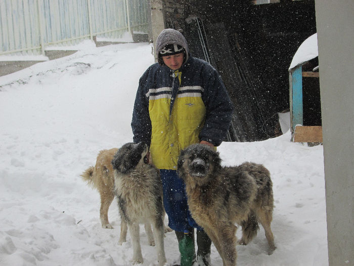 photo014 - ciobanesc caucazian