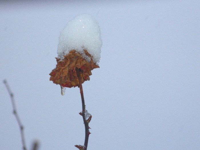 DSCN1251 - ZAPADA 2014