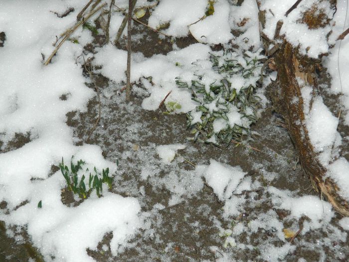 DSCN1268 - ZAPADA 2014