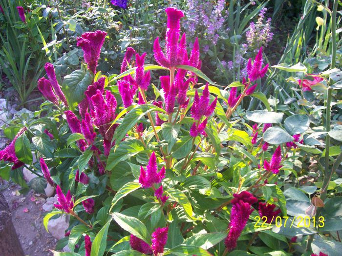 101_0979 - GLADIOLE