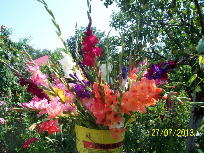 101_0993 - GLADIOLE