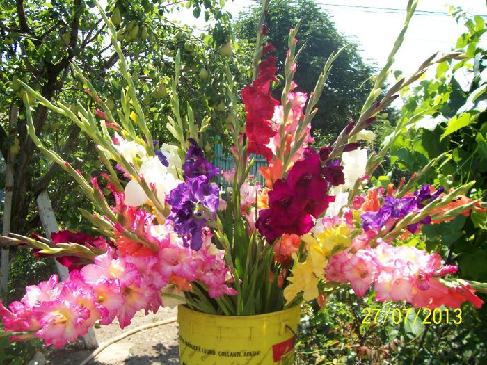 101_1021 - GLADIOLE