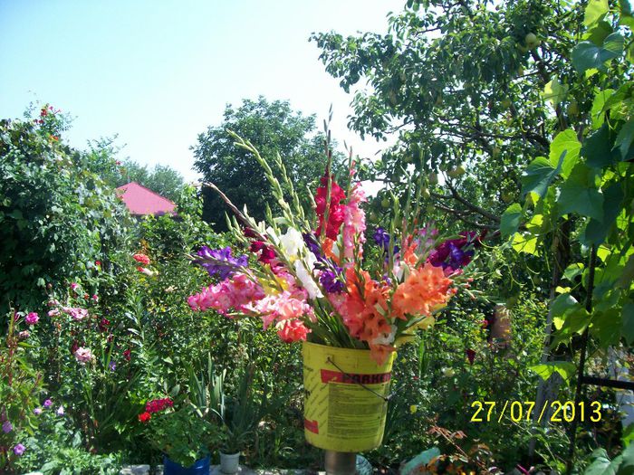 101_1035 - GLADIOLE