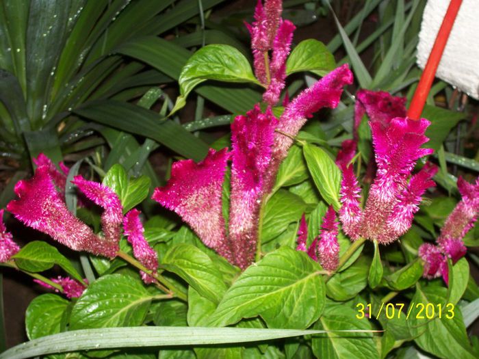 101_1052 - GLADIOLE