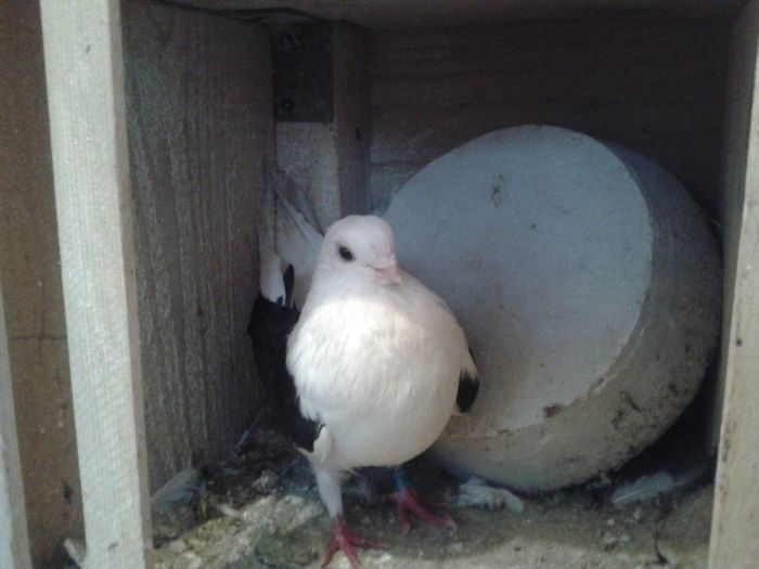 femela matca - Porumbeii mei
