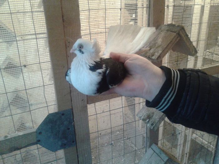 cazaca matca - Porumbeii mei