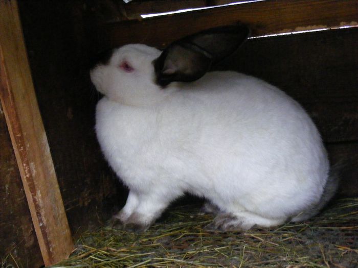 Transilvania original rabbit - 1 Ancuta rabbit