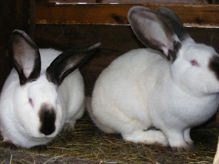 ANCUTA & ALINA - 1 Ancuta rabbit