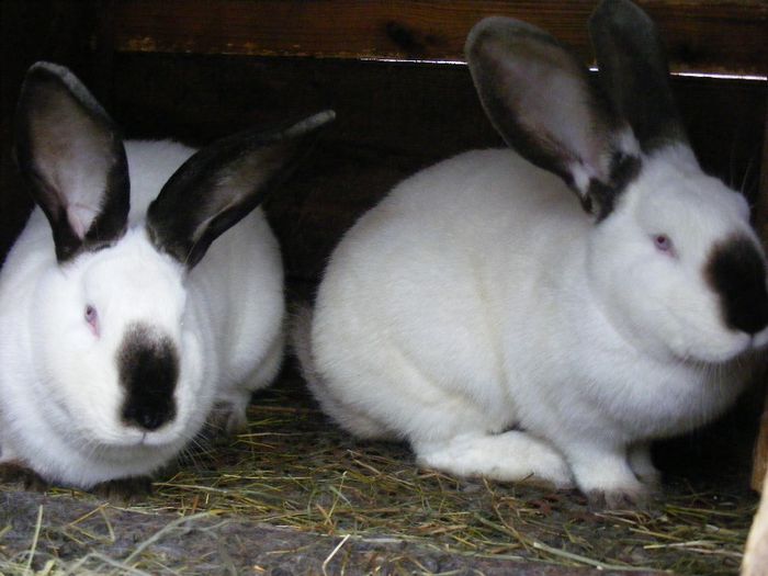 siebenbürgische gigant - 1 Ancuta rabbit