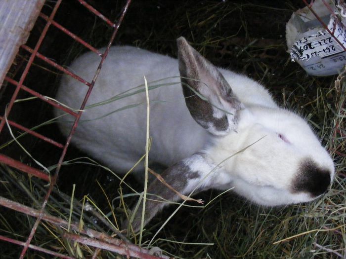 Giant rabbit original Transylvania