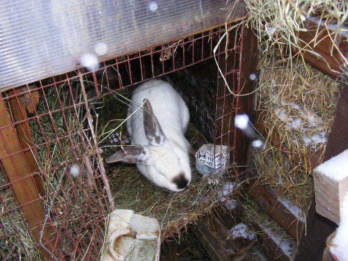 Iepuri Bistrita - 3 Andrei Giant rabbit original Transylvania