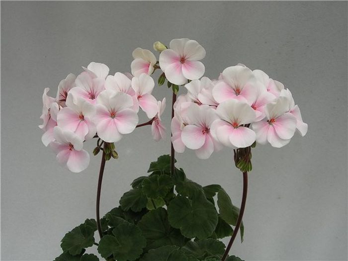 Blush Video