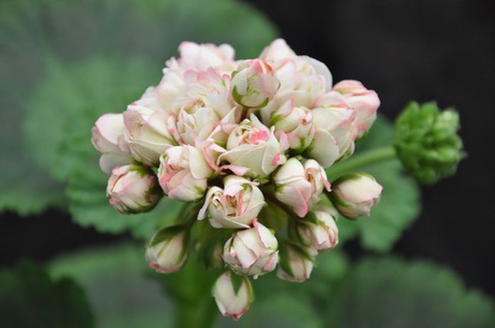 Fischers Appleblossom