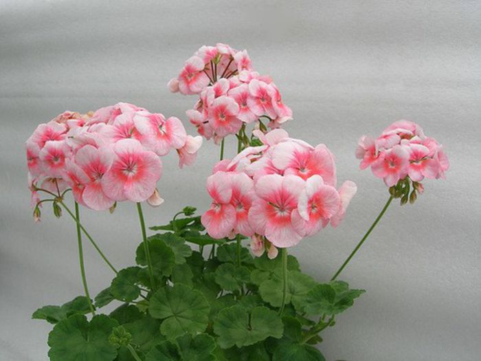 Highfield%u2019s Appleblossom