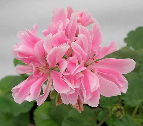 Ice Pink