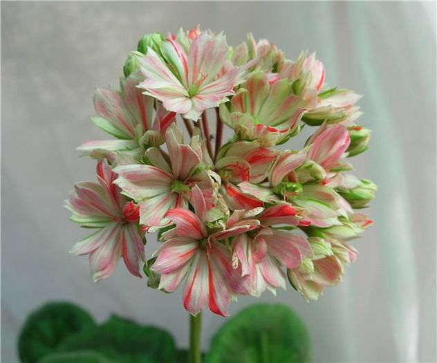 Mallorca (Swiss Star)