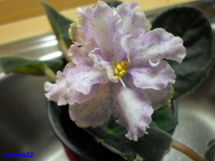 445 - Rainy Day Lovin