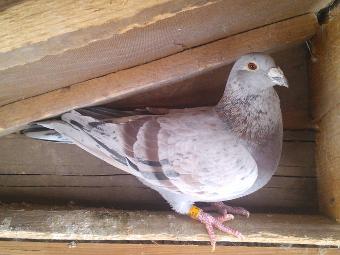 porumbelul culoarea preferata; bricoux 2006
